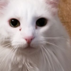 Meet your Posher, Loretta